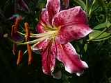Liliom