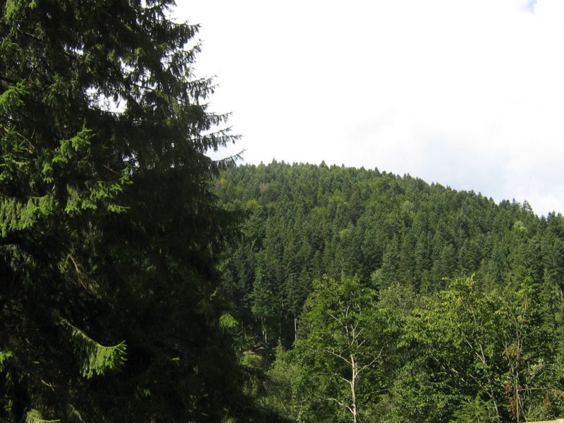 ladiaierdrszlet.jpg