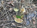  • Kazincbarcika, Kiserd, lepketaplk, nem lepkepatkk •  • gg630504 cc-by-nc-sa