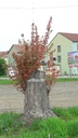  • Kazincbarcika, Mtys kirly t •  • gg630504 cc-by-nc-sa
