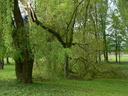  • Kazincbarcika, Csnakz-t, vihar, fa •  • gg630504 cc-by-nc-sa