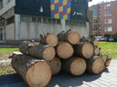  • Kazincbarcika, Egressy t, Pollack Mihly t, fa •  • gg630504 cc-by-nc-sa
