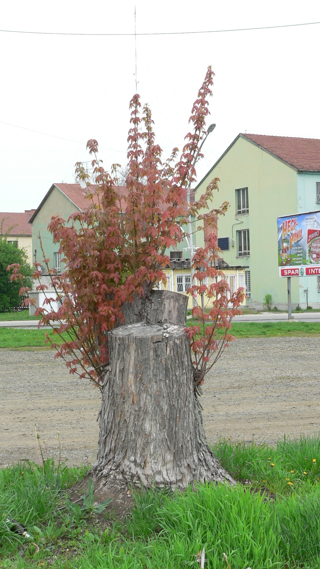  • Kazincbarcika, Mtys kirly t •  • gg630504 cc-by-nc-sa