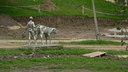  • Kazincbarcika, Vlgy park, Borjt terel fi, Gyri Dezs, 1969, szobor •  • gg630504 cc-by-nc-sa