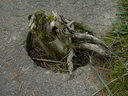  • Mtys kirly t, temet •  • gg630504 cc-by-nc-sa