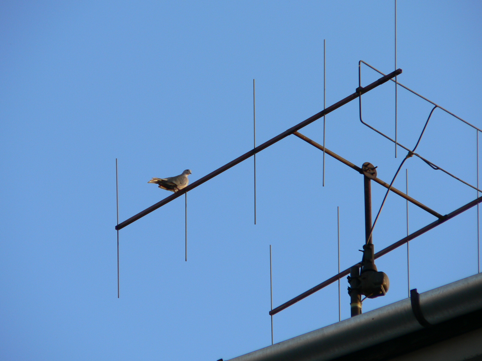  • Kazincbarcika, Szabadsg tr, antenna, galamb •  • gg630504 cc-by-nc-sa