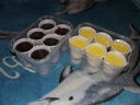 • Kazincbarcika, Szabadsg tr, puding, Gbor-nap •  • gg630504 cc-by-nc-sa