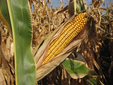 corn