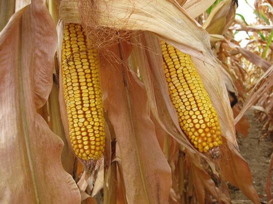 corn