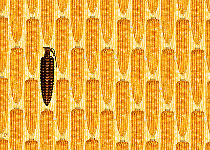 corninbrown