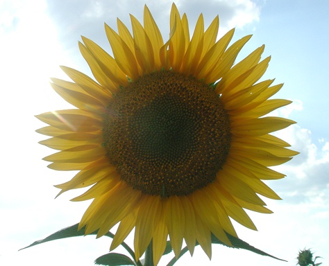 sunflower