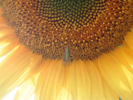 sun_flower