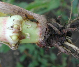 larva