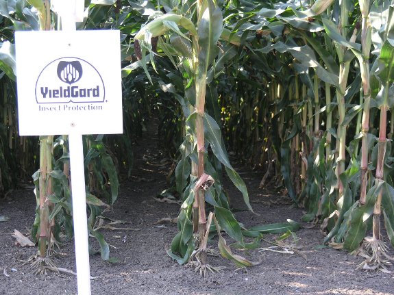 yielgardcorn
