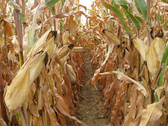corn