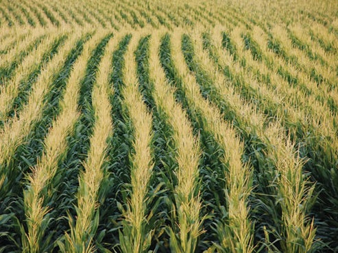 cornfield
