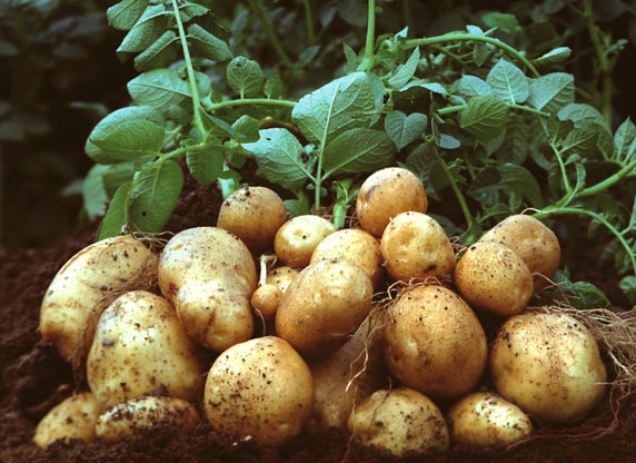 potatoes