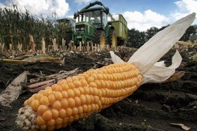 bigcorn