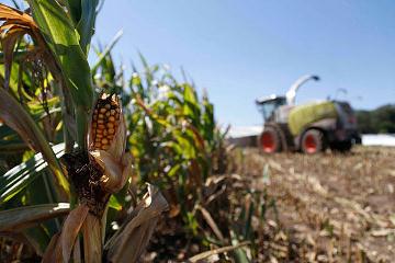 cornfield