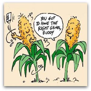 cornstalking