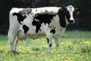 cow