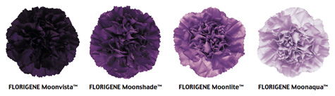 purples