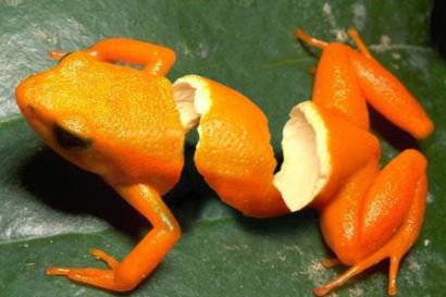 orange_frog