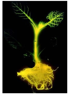 glowing_plant