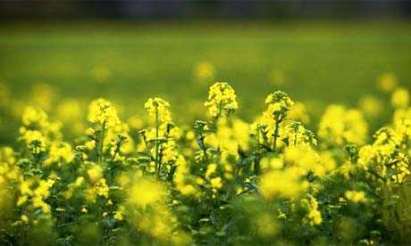 field