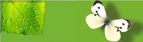 leaf_butterfly