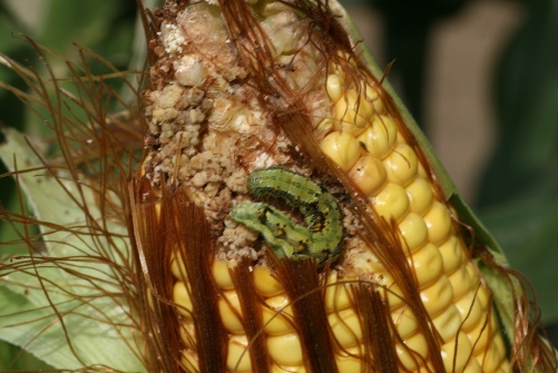 gyapottok_larva