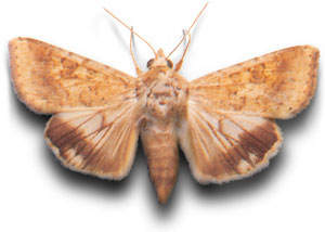 gyapottoklepke