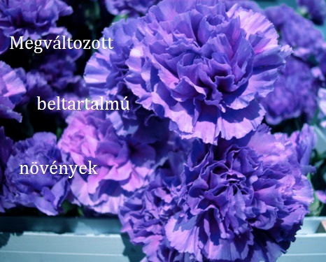 megvaltbeltartLOGO