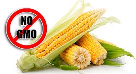 nongmocorn