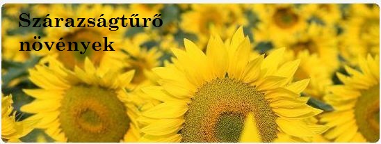 sunflower_logo
