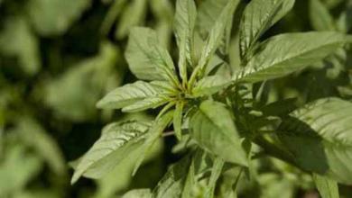 waterhemp