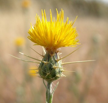 thistle