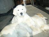 Golden Retriever Kiwi 1