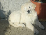 Golden Retriever Kiwi 2