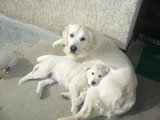 Golden Retriever Kiwi 3