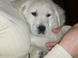 Golden Retriever Kiwi 4
