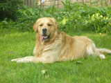 Golden Retriever Kiwi 2