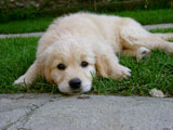 Golden Retriever Kiwi 4