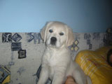 Golden Retriever Kiwi 1