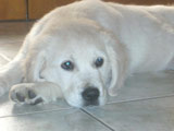 Golden Retriever Kiwi 2