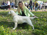 Golden Retriever Kiwi 3