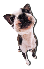 Boston Terrier