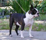 Afra