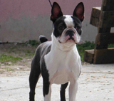 Afra