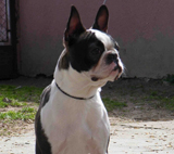 Afra